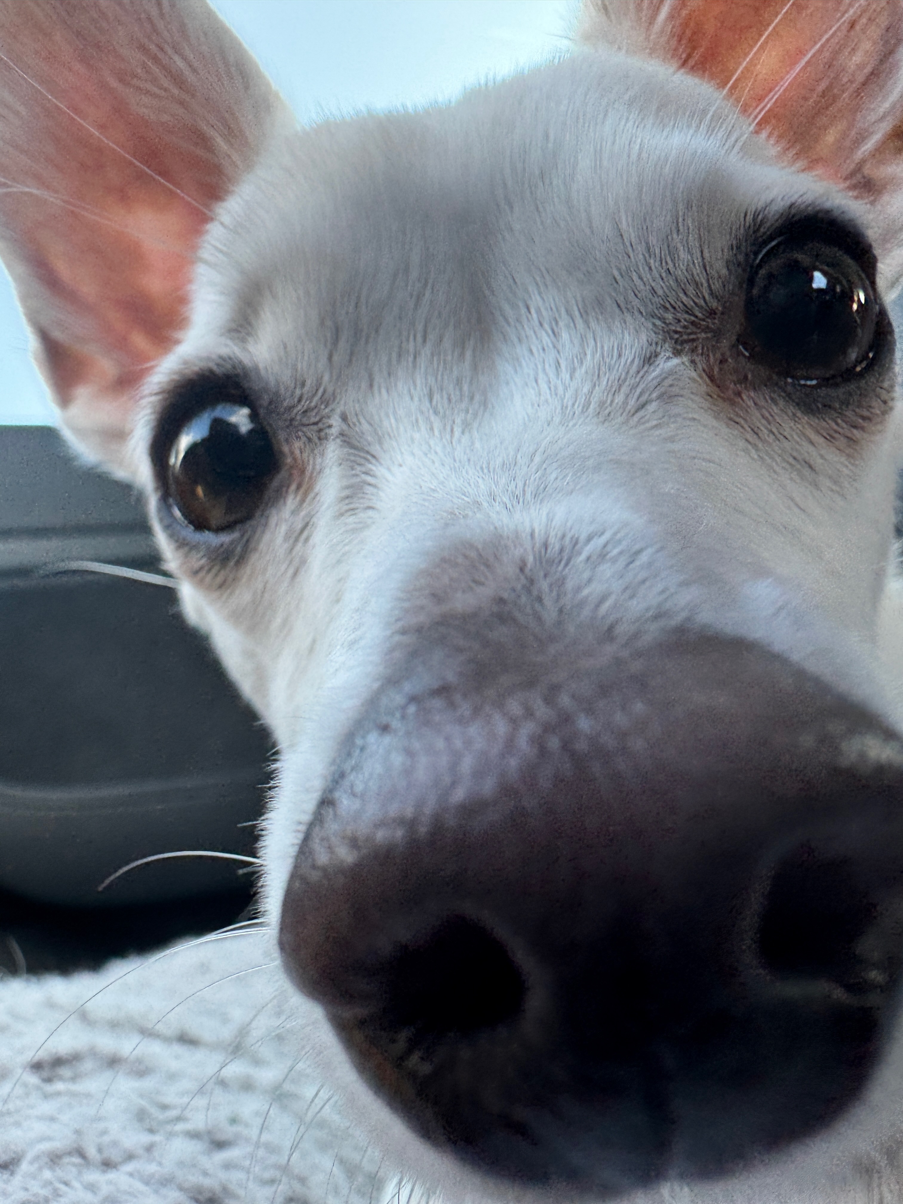 My Dog